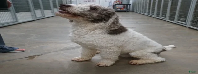 Chip