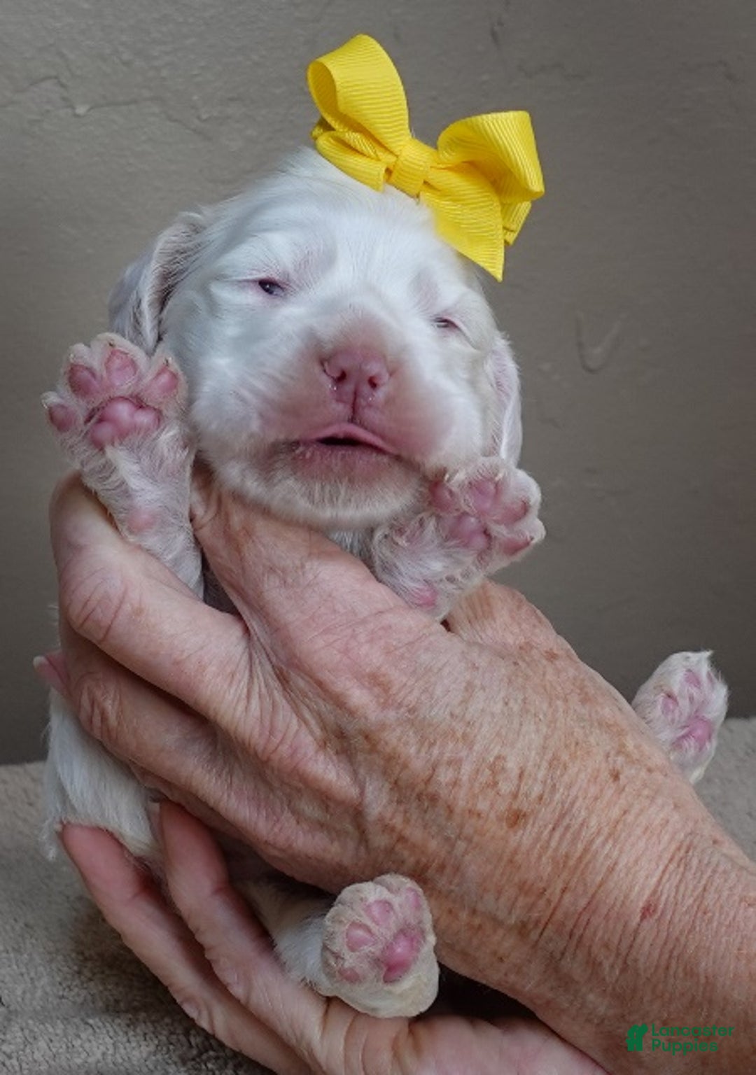 Cocker Spaniel dogs for sale: Bobo  - Ad 6