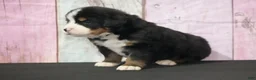 Bernese Mountain Dog dogs for sale: Bernese Mountain Dog Puppy 1 - Ad 5