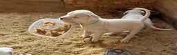 Dogo Argentino dogs for sale: Puppy M3 - Ad 37