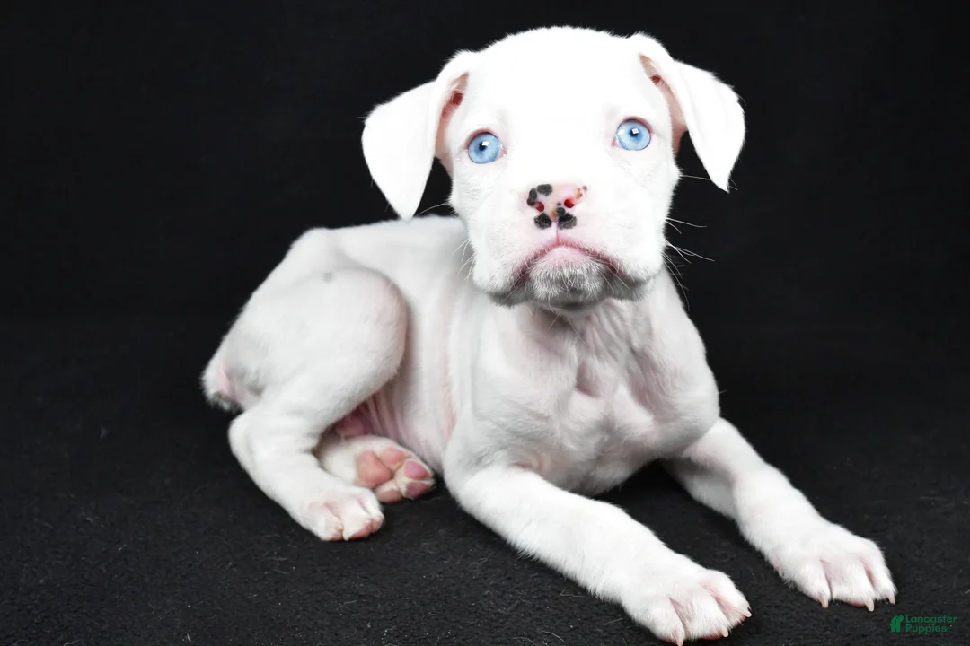 Boxer dogs for sale: Tim - Ad 1