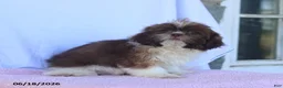 Shih Tzu dogs for sale: Nancy - Ad 4