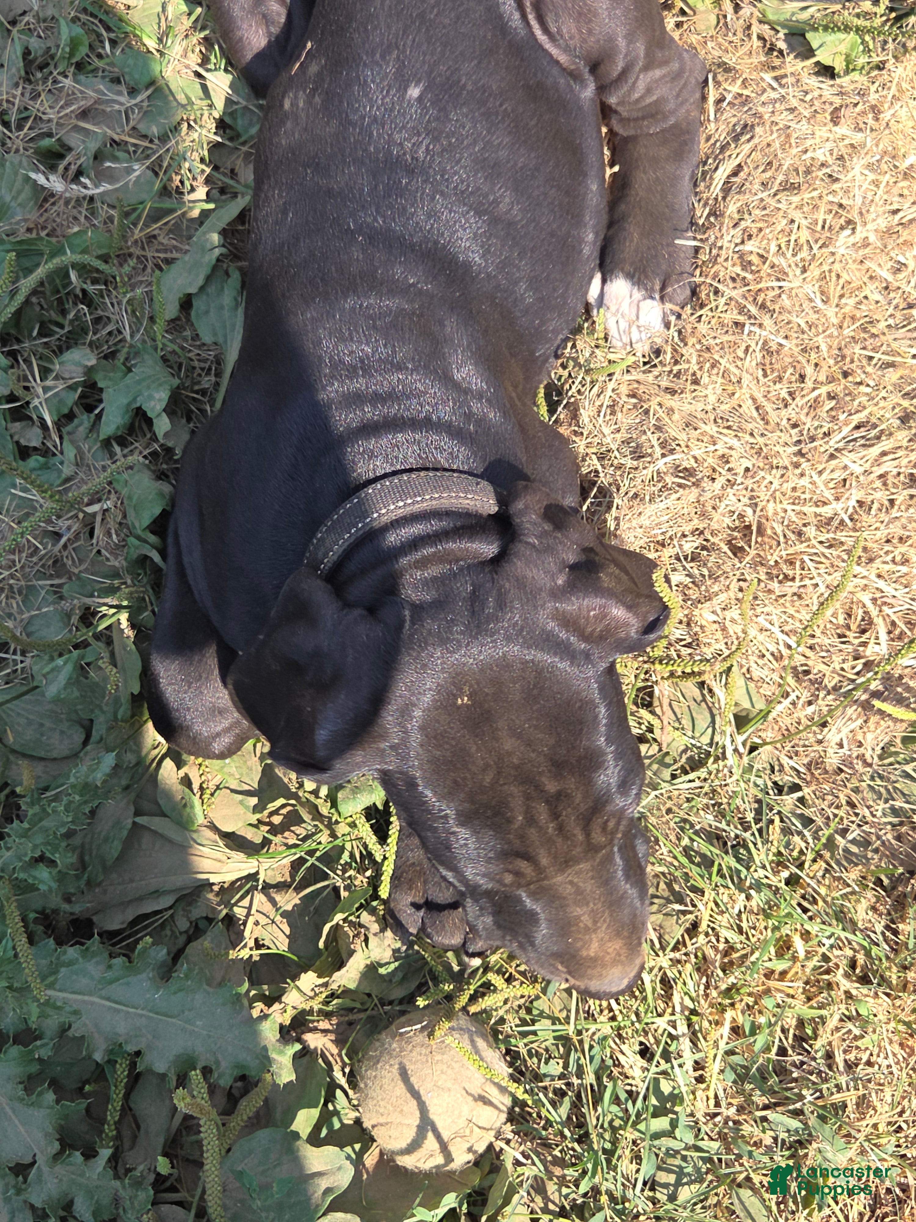 Great Dane dogs Great Dane 5 Black collar - Ad 2