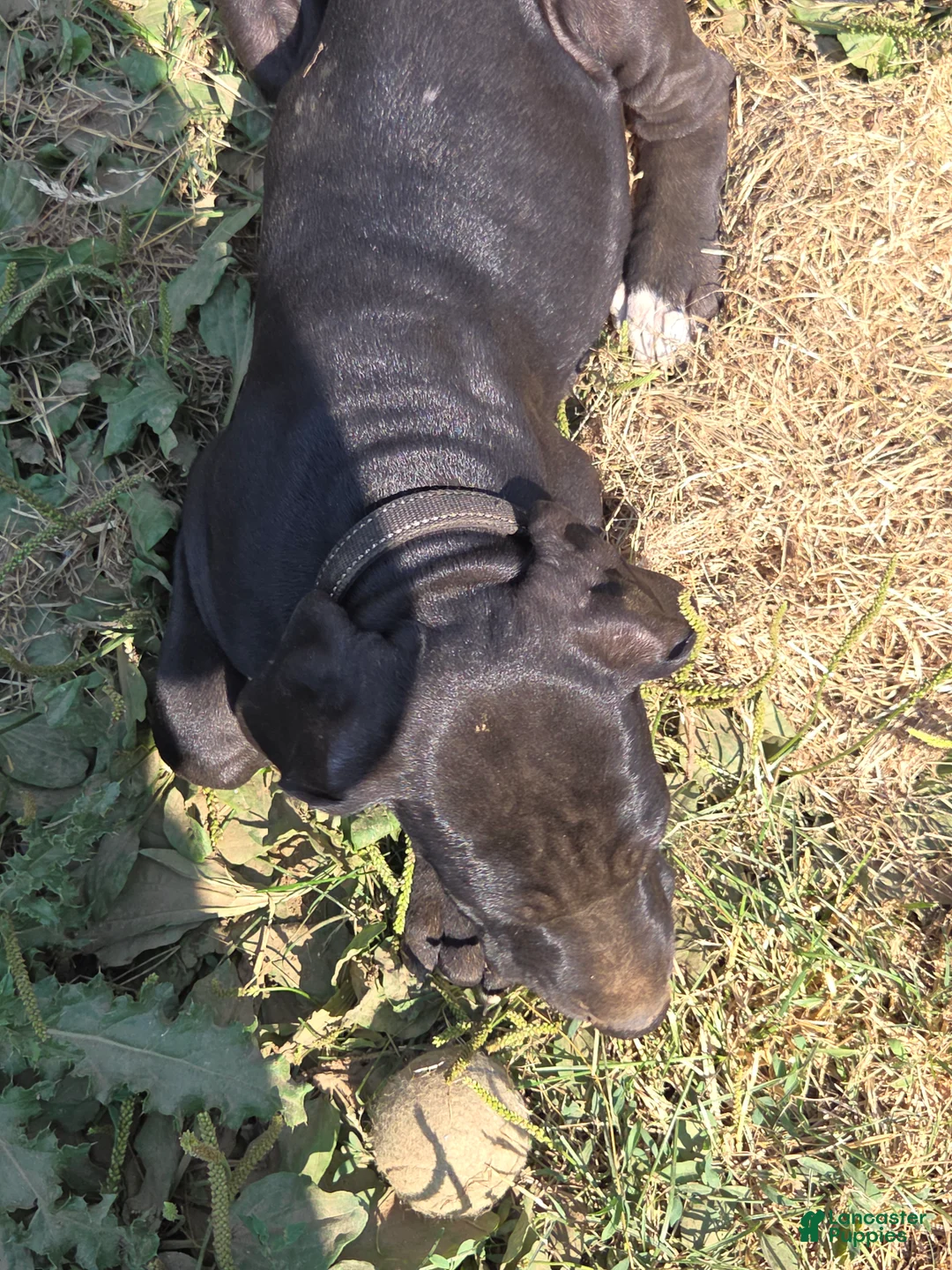 Great Dane dogs for sale: Great Dane 5 Black collar - Ad 2