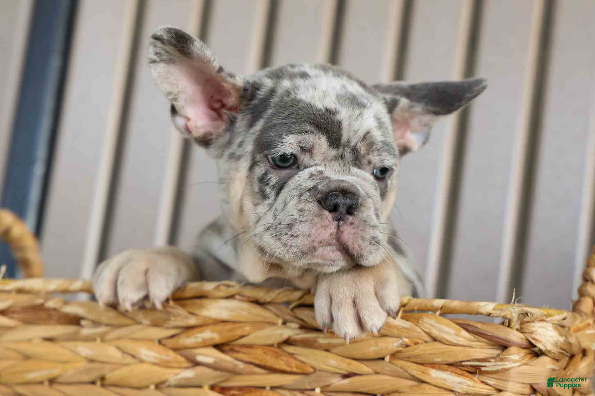 French Bulldog dogs Memphis  - Ad 2