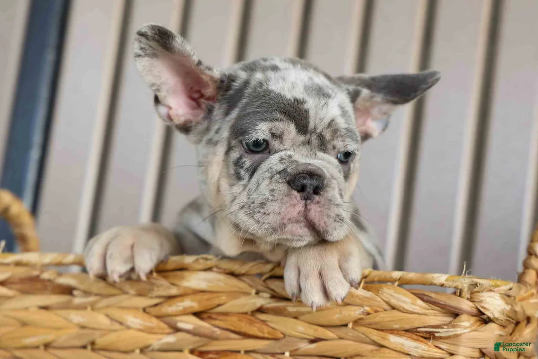 French Bulldog dogs for sale: Memphis  - Ad 2