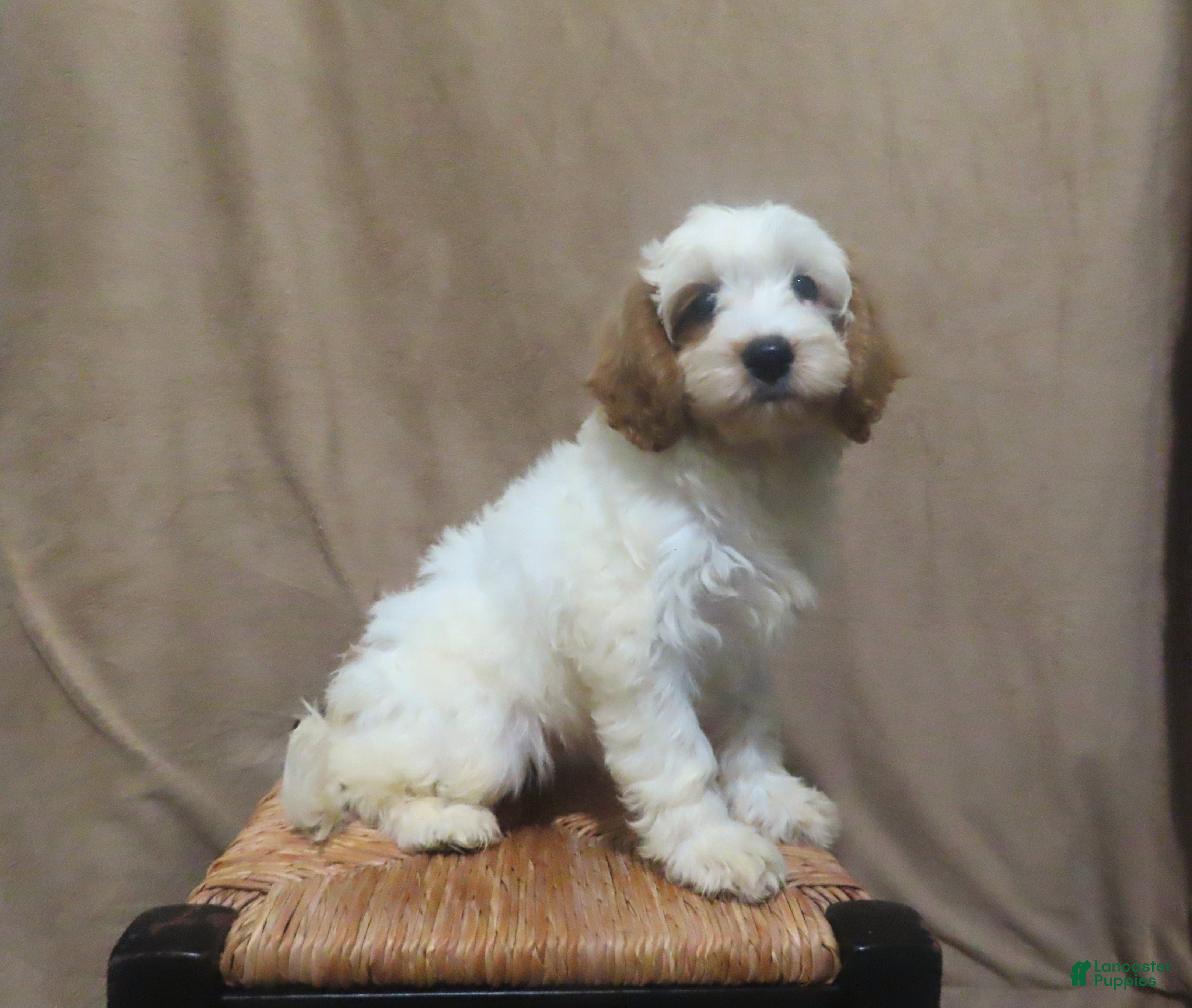 Cockapoo dogs Cream - Ad 1
