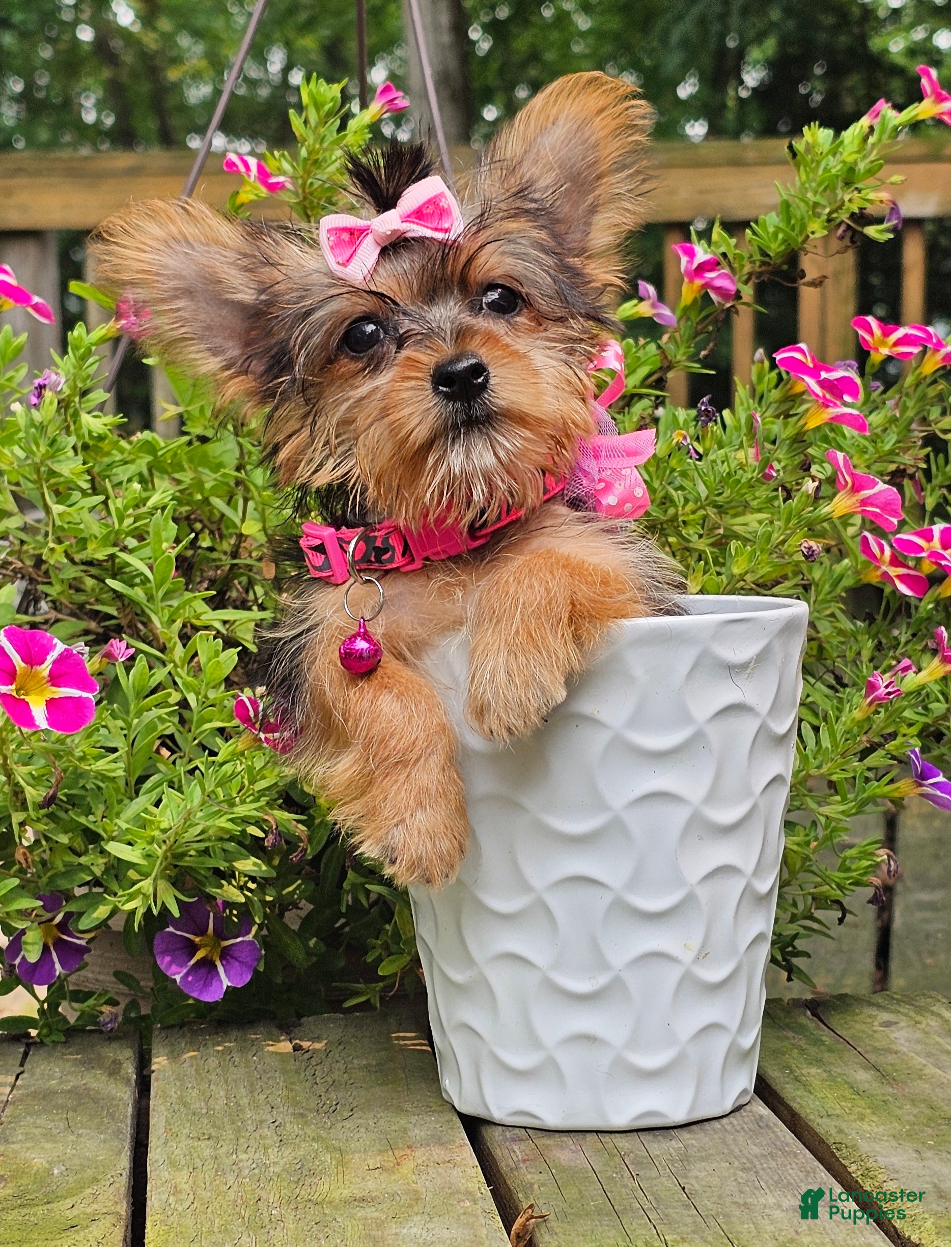 Yorkshire Terrier dogs Victoria  - Ad 2