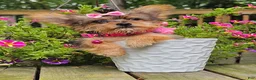 Yorkshire Terrier dogs for sale: Victoria  - Ad 2