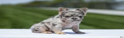 French Bulldog dogs for sale: Jewel - Ad 7
