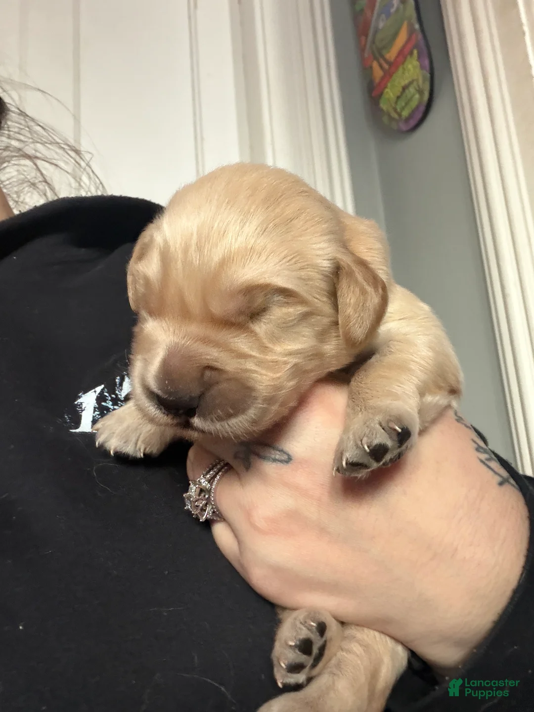 Golden Retriever dogs for sale: Golden Retriever Puppy 3 Orange - Ad 1
