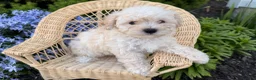 Bichpoo dogs for sale: Miley  - Ad 4