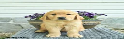 Golden Retriever dogs for sale: Titan  - Ad 4