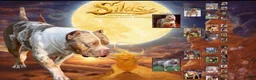American Bully dogs for sale: American Bully 1 - Ad 10