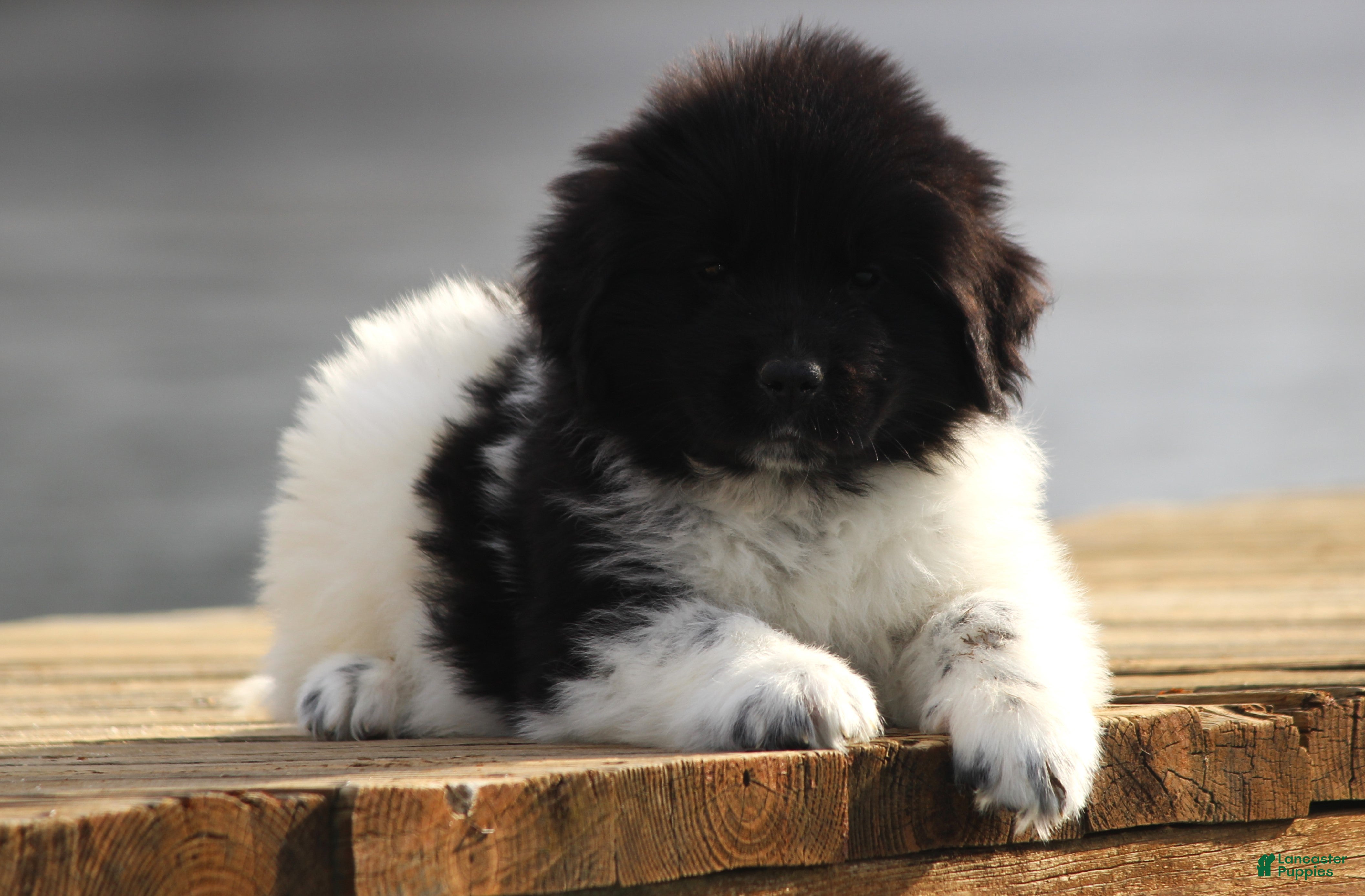 Newfoundland dogs Pippa - Ad 39