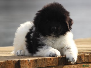 Newfoundland dogs Pippa - Ad 39