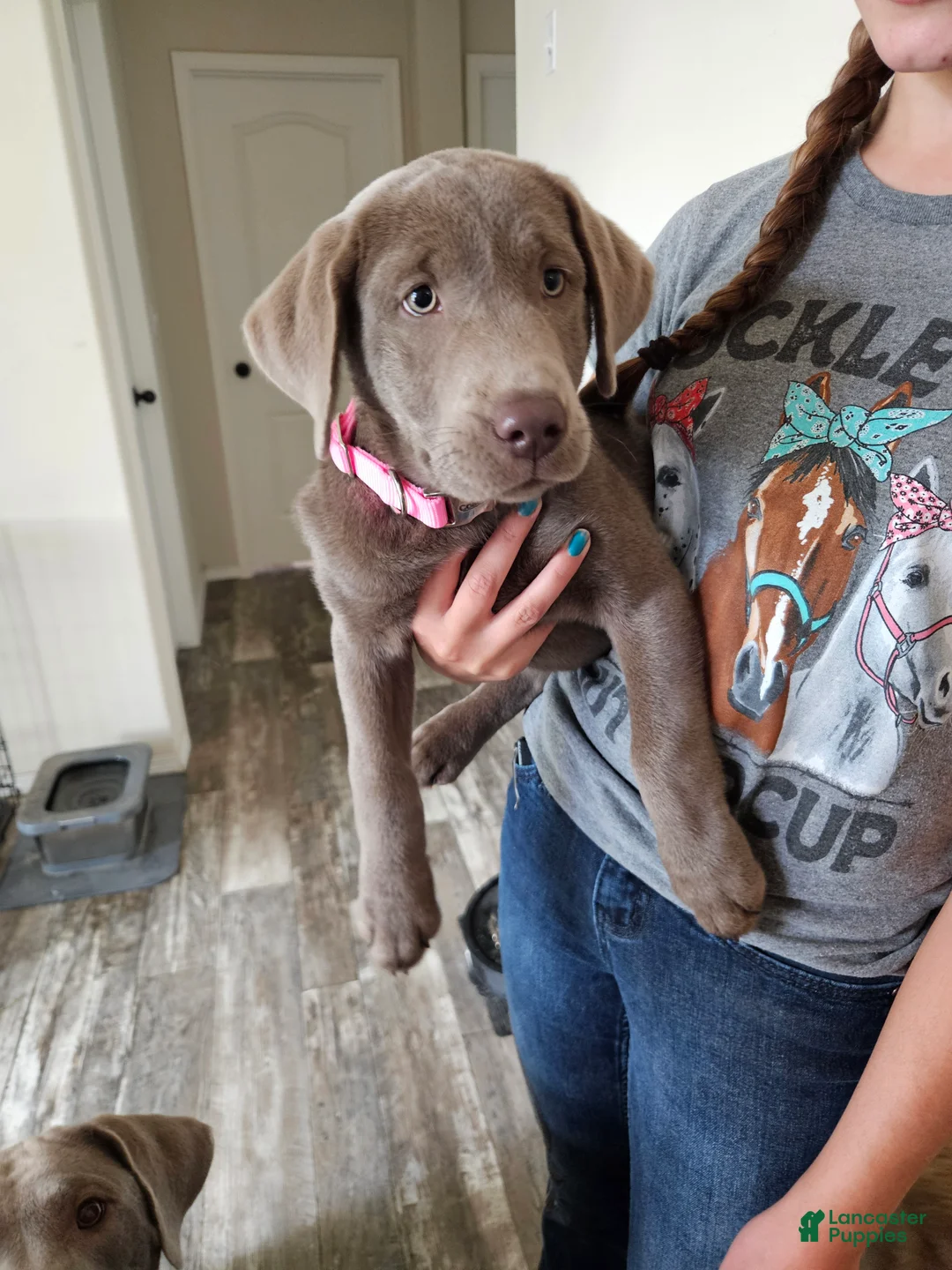 Labrador Retriever dogs for sale: Labrador Retriever 9 - Ad 2