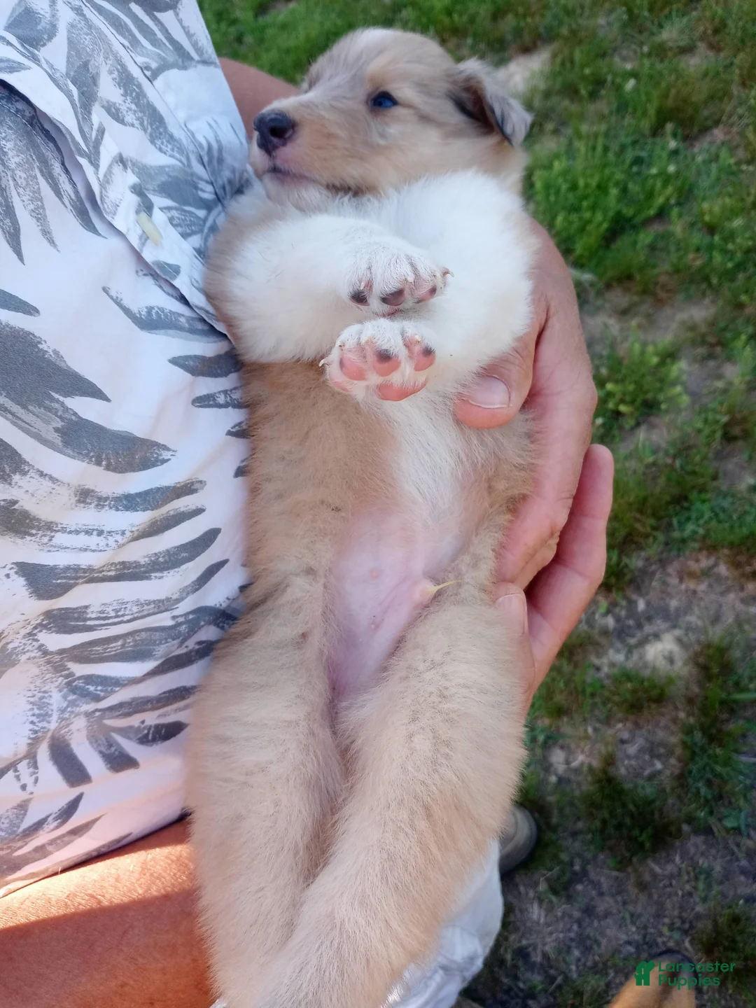 Collie dogs for sale: Skylar - Ad 2