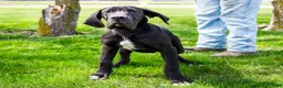 Great Dane dogs for sale: Carol - Ad 4