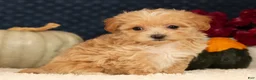 Havapoo dogs for sale: Riley - Ad 7