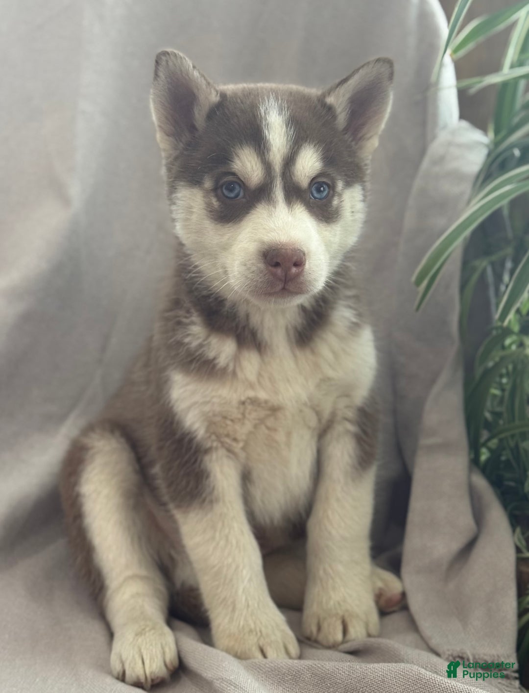 Siberian Husky dogs for sale: Louie - Ad 4