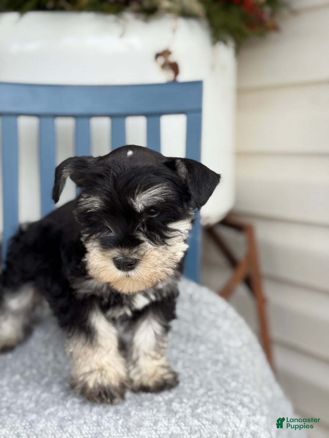 Miniature Schnauzer dogs for sale: Deacon - Ad 4