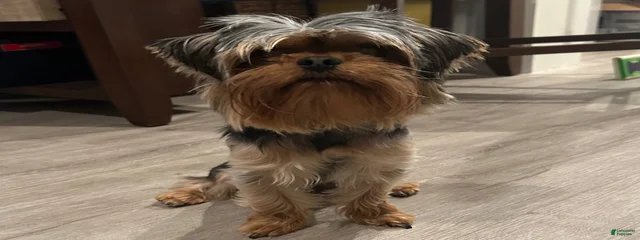 Teddy