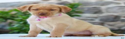 Labrador Retriever dogs for sale: Tammy - Ad 2