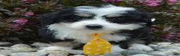 Mini Bernedoodle dogs for sale: Mini Bruno - Ad 15