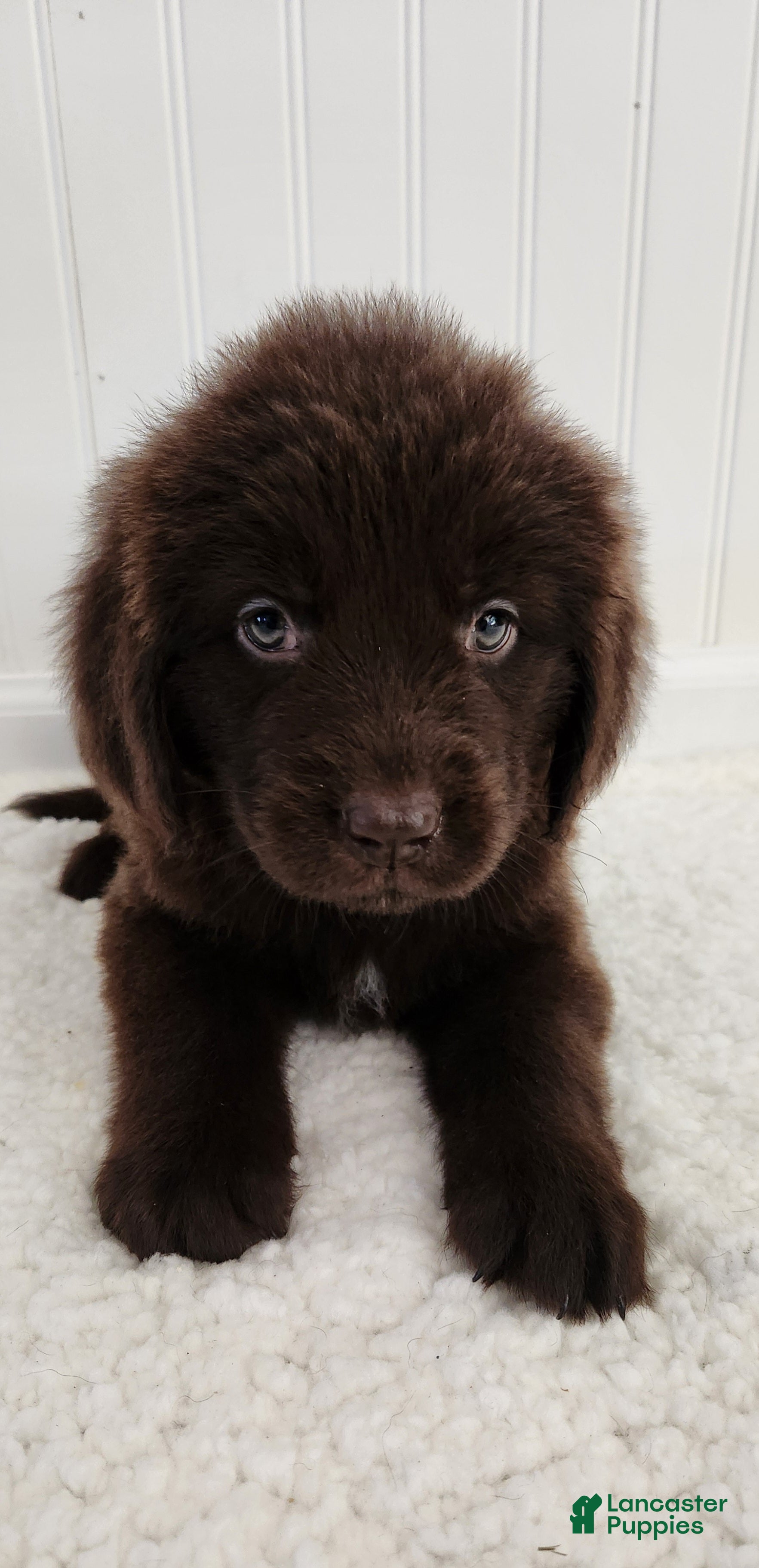 Newfoundland dogs for sale: Elise - Ad 2