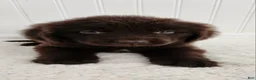 Newfoundland dogs for sale: Elise - Ad 2