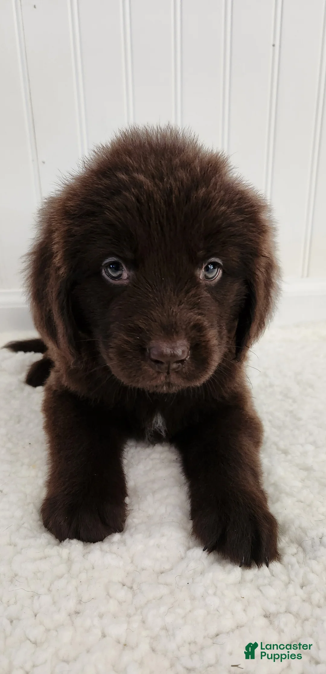 Newfoundland dogs for sale: Elise - Ad 2
