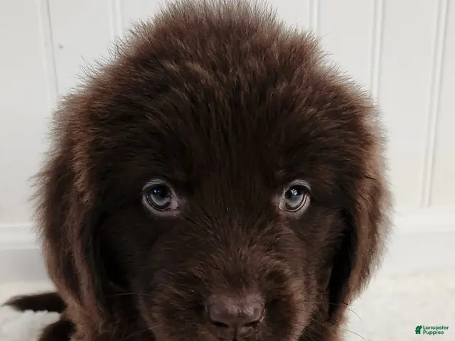 Newfoundland dogs for sale: Elise - Ad 2