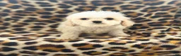 Cockapoo dogs for sale: Polly  - Ad 2