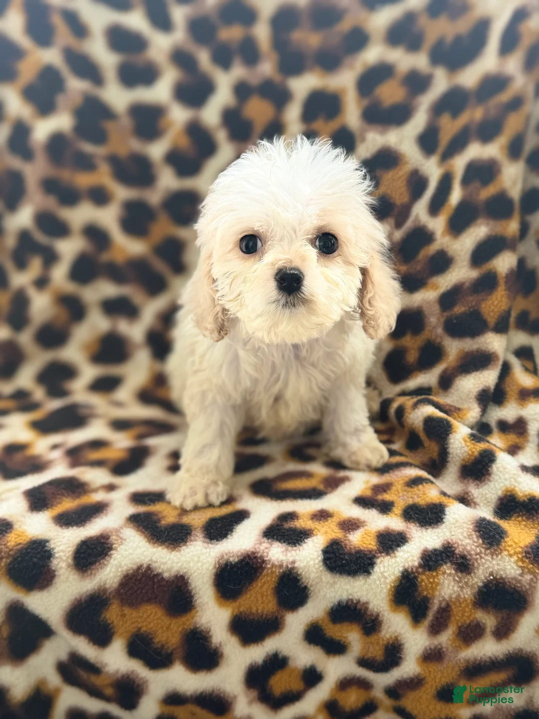 Cockapoo dogs for sale: Polly  - Ad 2