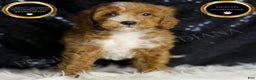 Mini Goldendoodle dogs for sale: Flashy - Ad 1