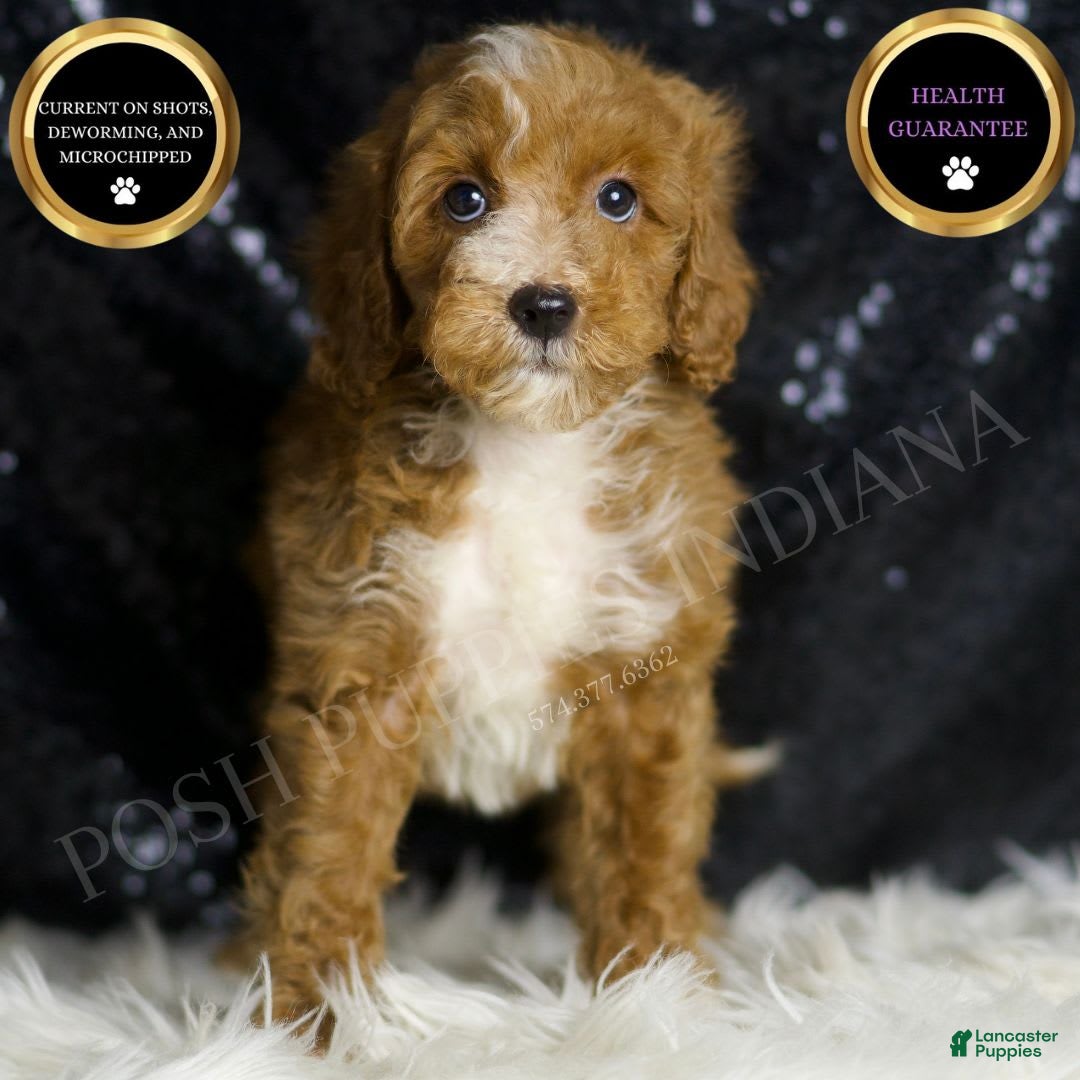 Mini Goldendoodle dogs for sale: Flashy - Ad 1