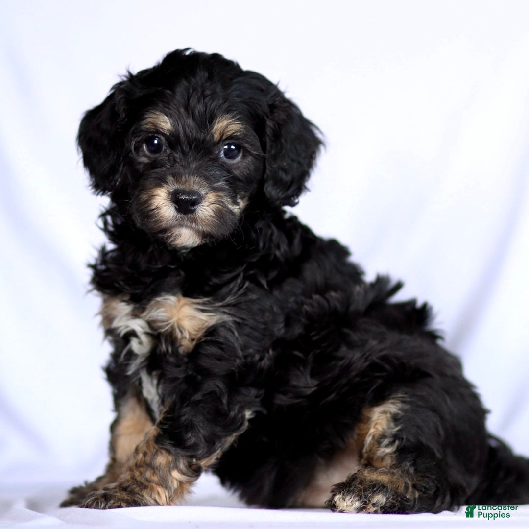 Cavapoo dogs for sale: Phantom - Ad 3