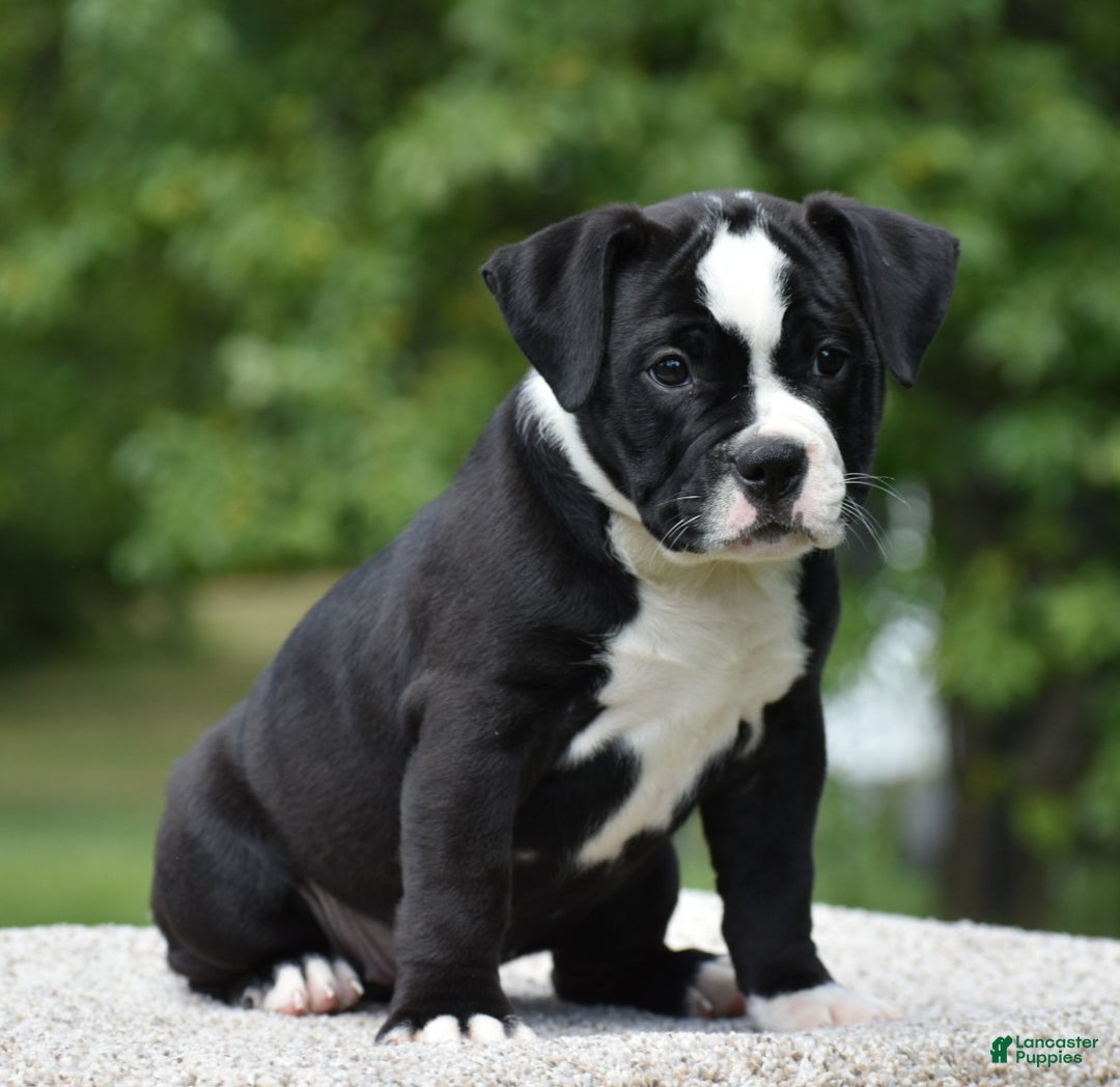 Mixed Breed dogs for sale: Prettia bully bulldog hybrid  - Ad 47