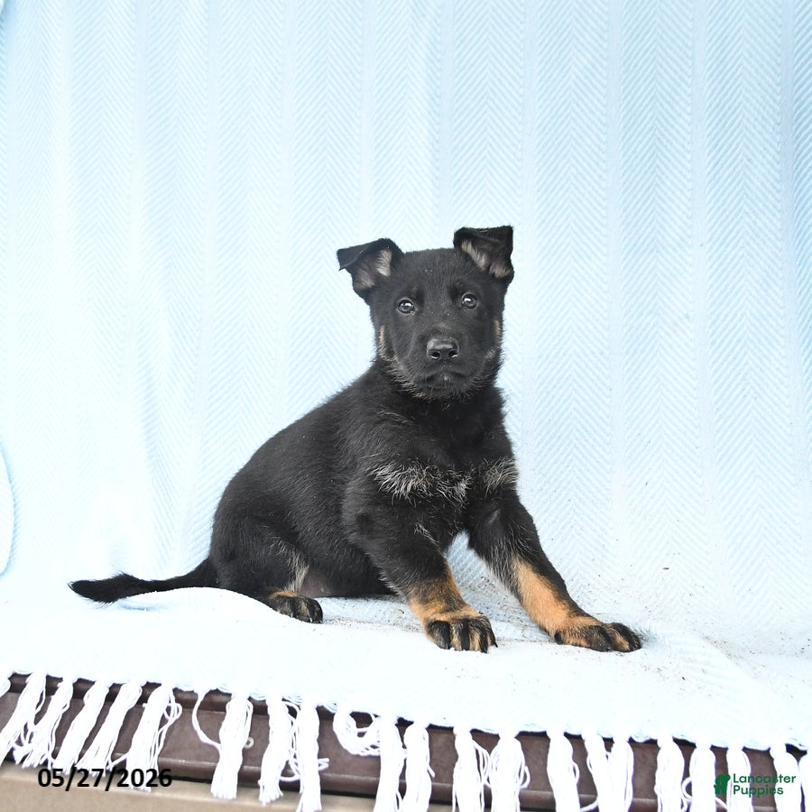 German Shepherd dogs Peach  - Ad 2