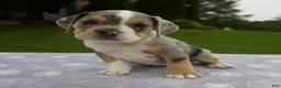 Beabull dogs for sale: Darla - Ad 4