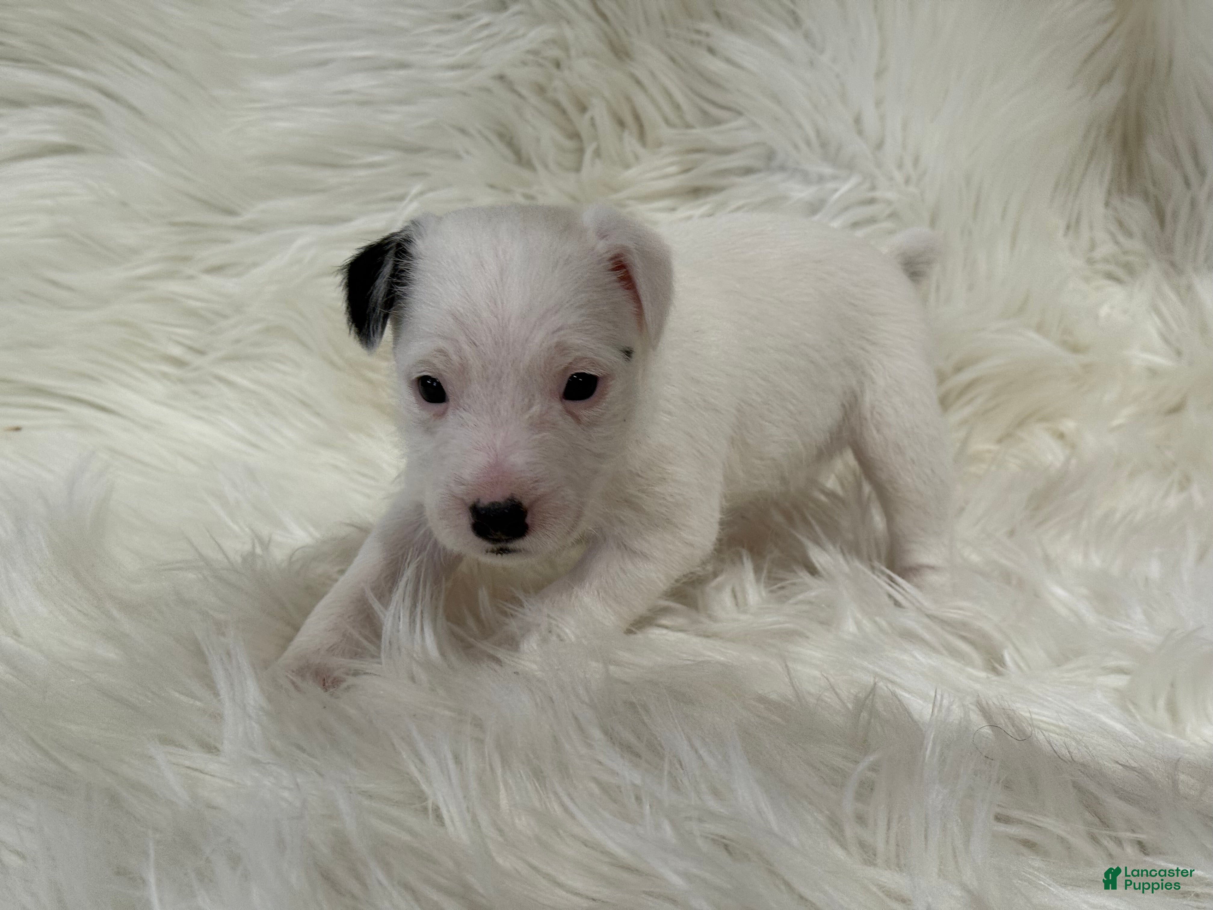Jack Russell Terrier dogs Snow White Puppy 2 - Ad 30