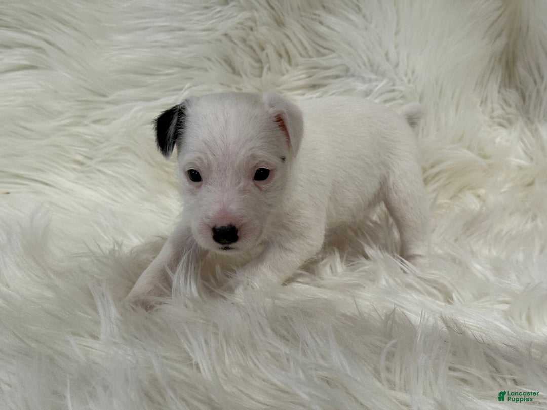 Jack Russell Terrier dogs for sale: Snow White Puppy 2 - Ad 1