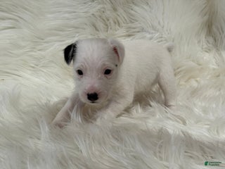 Jack Russell Terrier dogs Snow White Puppy 2 - Ad 30