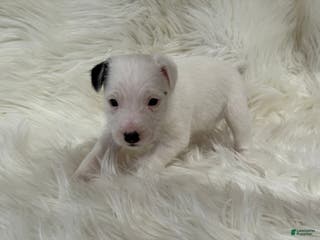 Jack Russell Terrier dogs Snow White Puppy 2 - Ad 30