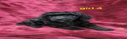 Toy Poodle dogs for sale: AKC black girl 4 - Ad 2