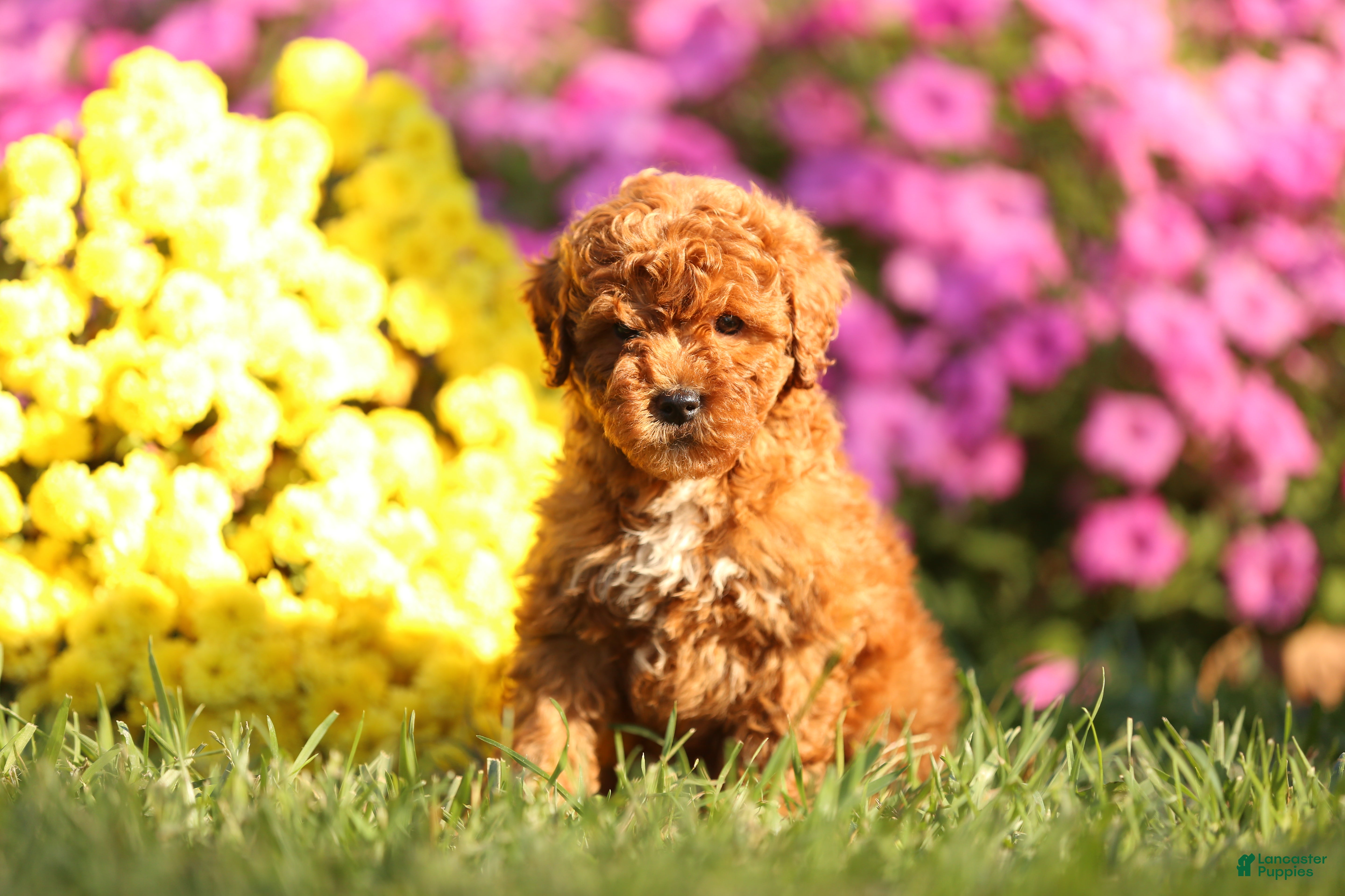 Mini Goldendoodle dogs for sale: Andy - Ad 19