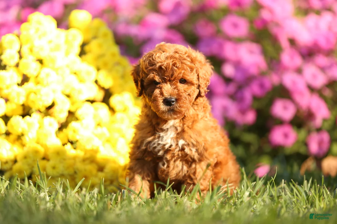 Mini Goldendoodle dogs for sale: Andy - Ad 1
