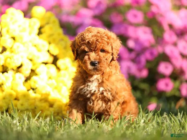 Mini Goldendoodle dogs for sale: Andy - Ad 19