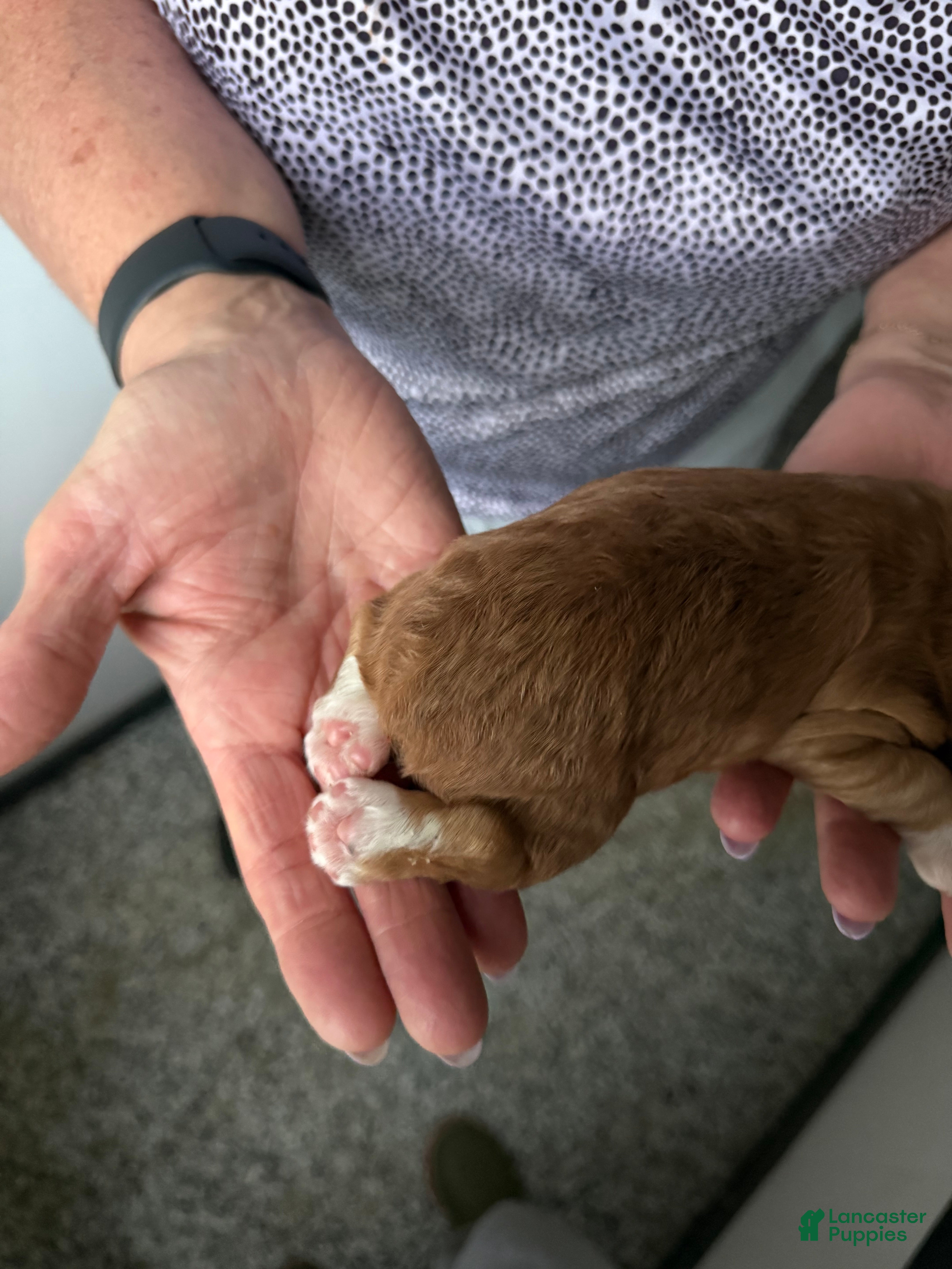 Cocker Spaniel dogs Edmund - Ad 2
